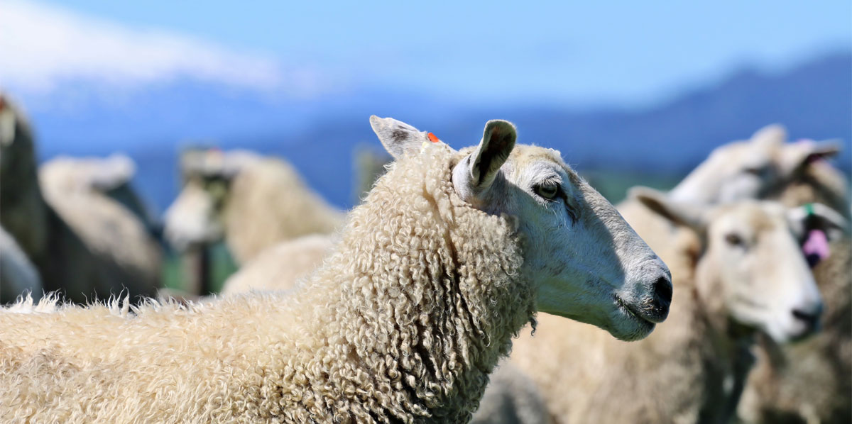 Romani Farms, Coopworth Sheep Breeders and Elite Rams in New Zealand